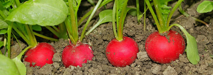 radish rows